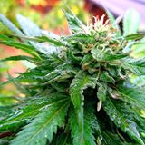 Register as a Student Ambassador Marijuana Plant