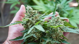 200115183616-cannabis-plant-buds-stock-super-tease