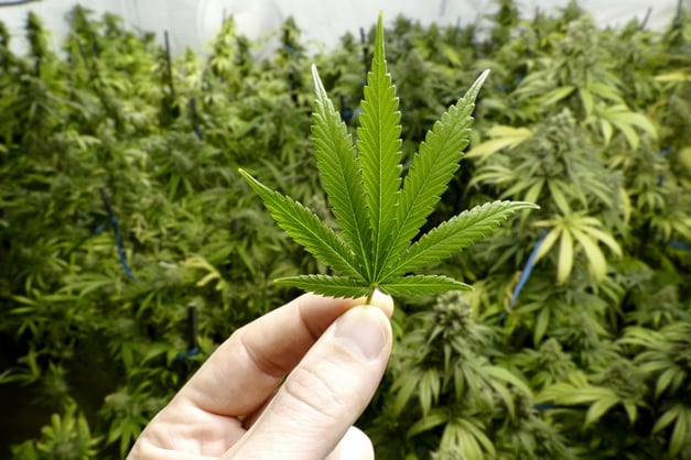 marijuana leaf